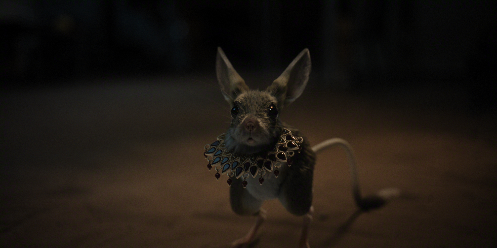 A close-up of a small animal wearing an ornate collar, looking curiously at the camera.