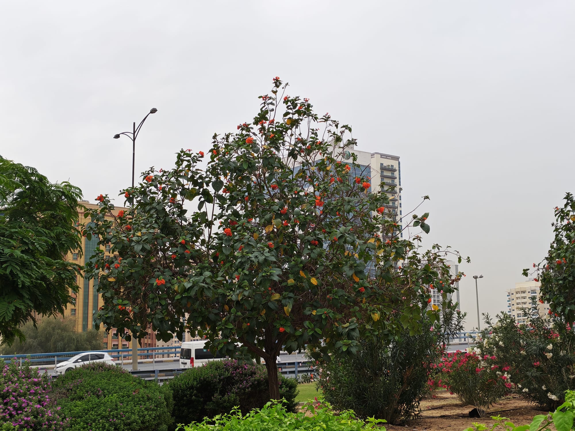 Honor 600 daylight camera sample: flowering tree with red blossoms in front of Sharjah tower blocks under an overcast sky