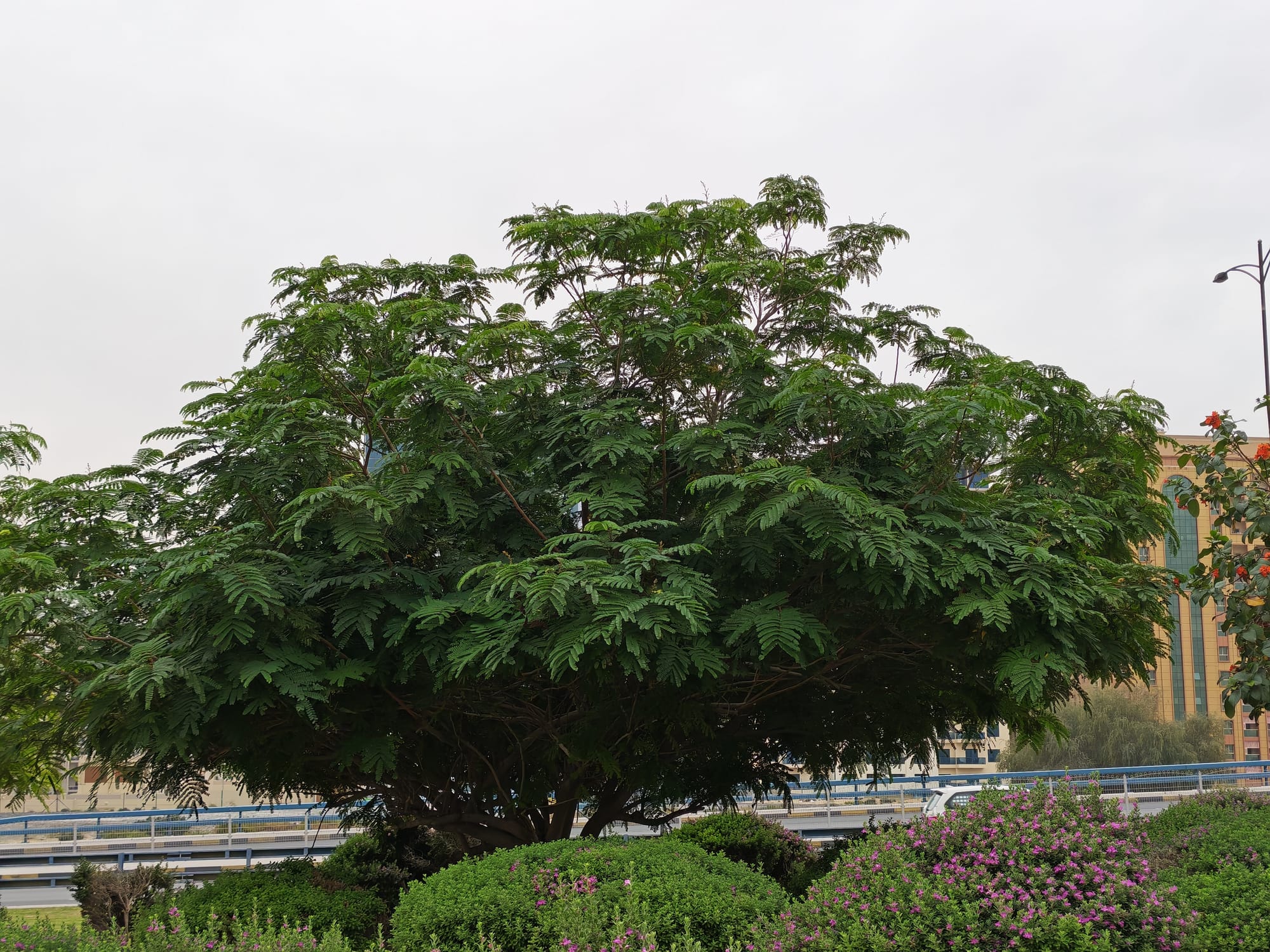 Honor 600 daylight camera sample: wide-canopy green tree at the edge of a roundabout with Sharjah apartment towers behind