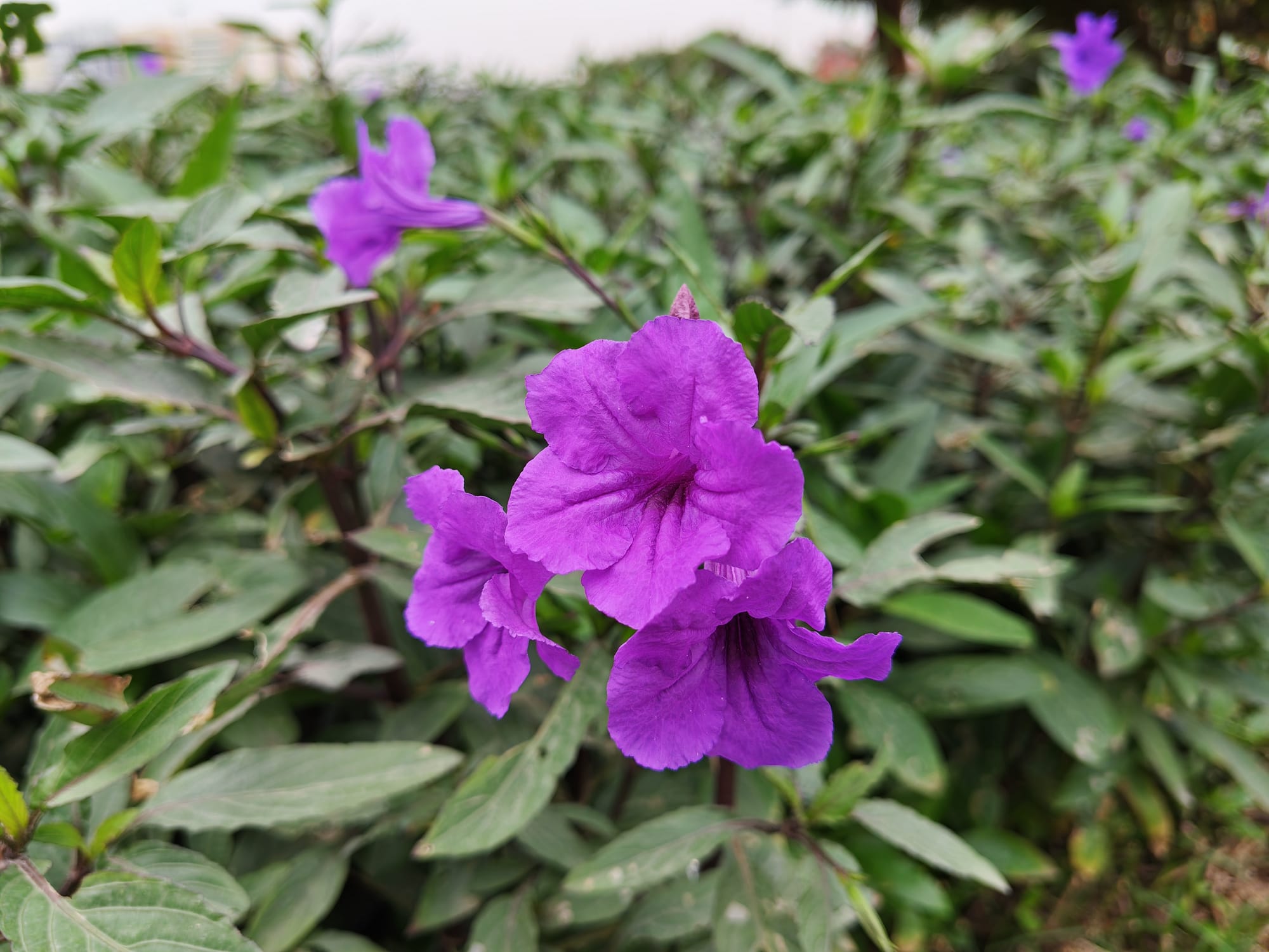 Honor 600 macro camera sample: bright purple Mexican petunia flowers with green foliage in a planted bed