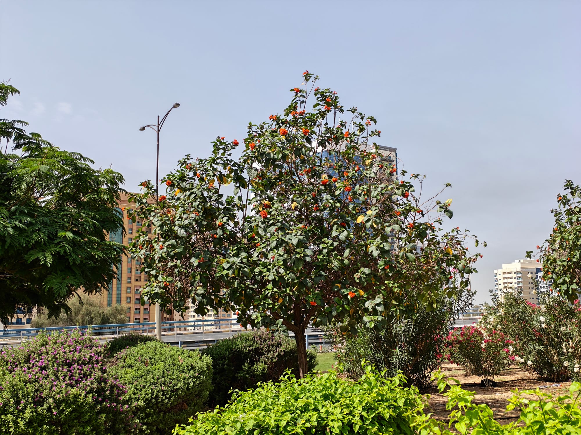 Honor 600 Pro smartphone resting on a reflective surface showcasing its sleek design.