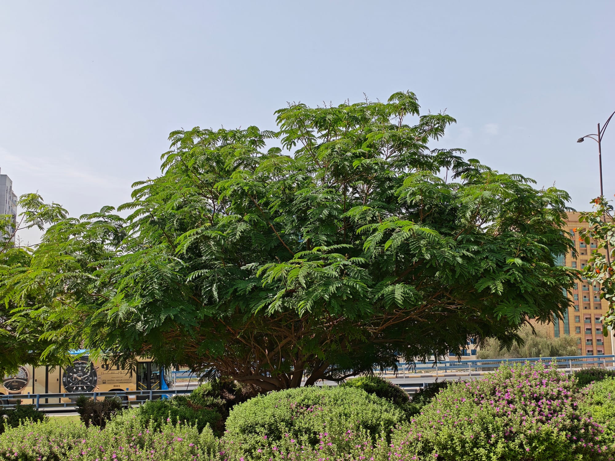 Close-up of the Honor 600 Pro display highlighting its vibrant colors and resolution.