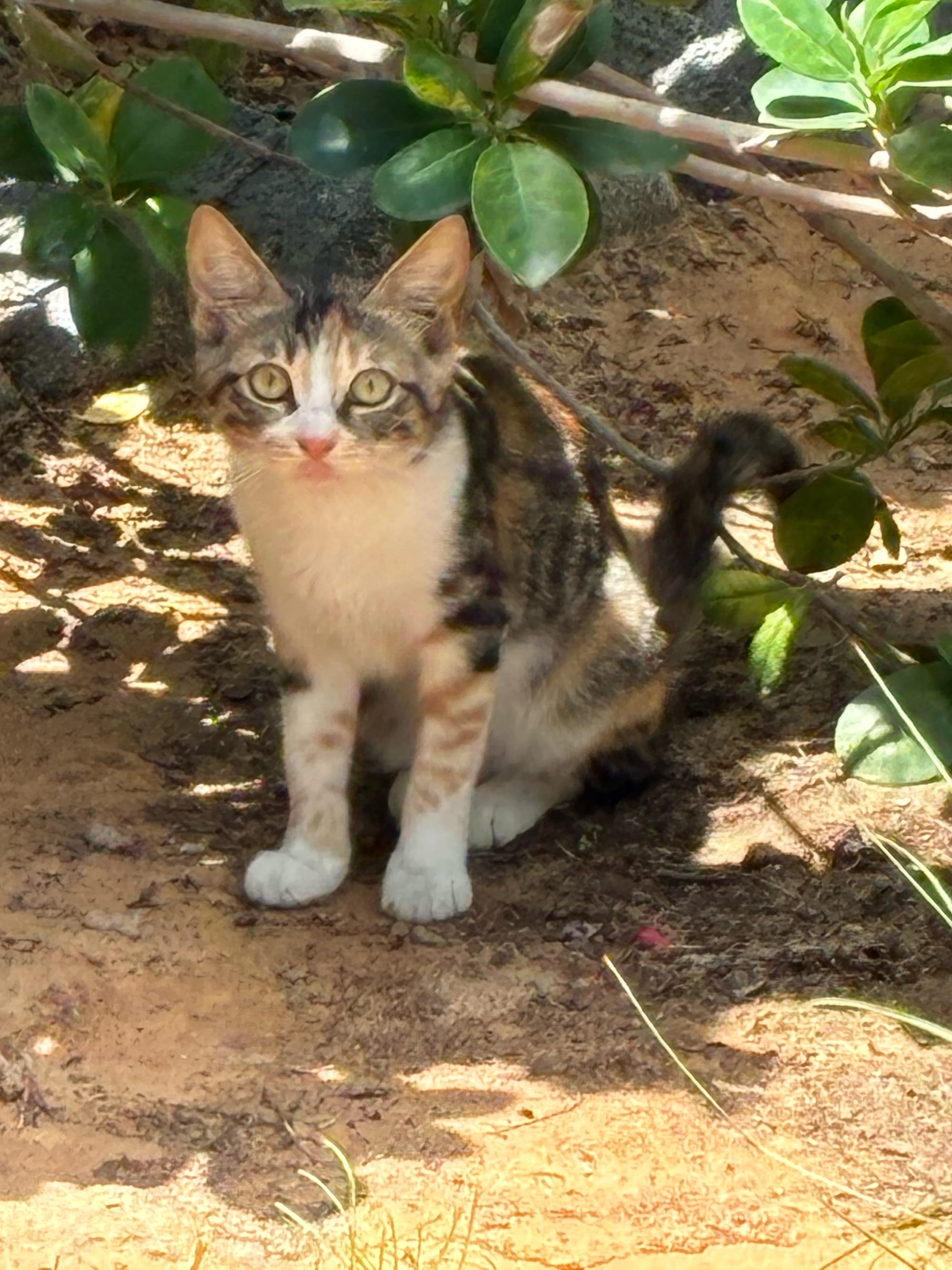 Close-up of a cat sitting on the ground in a garden.