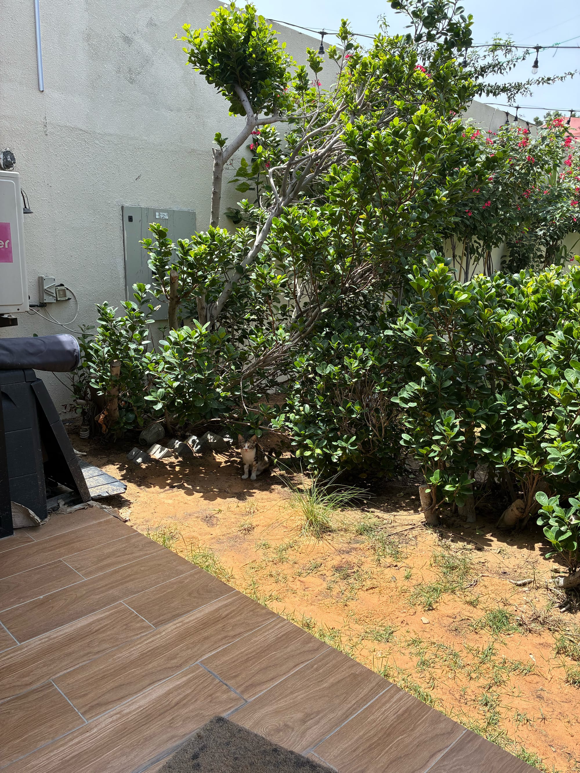 Close-up of a garden area with grass and shrubs.