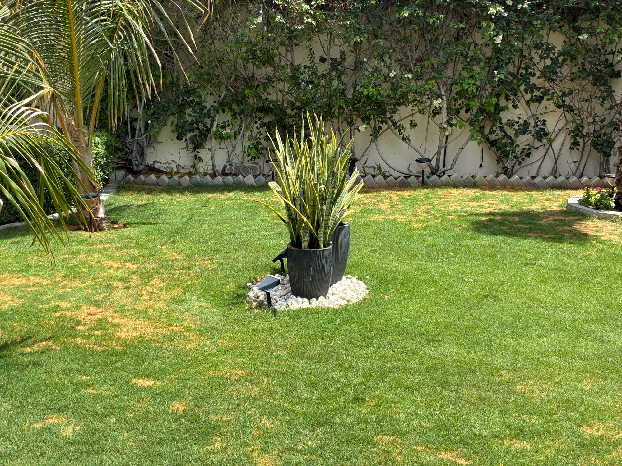 Lawn photo featuring a black pot with plants.
