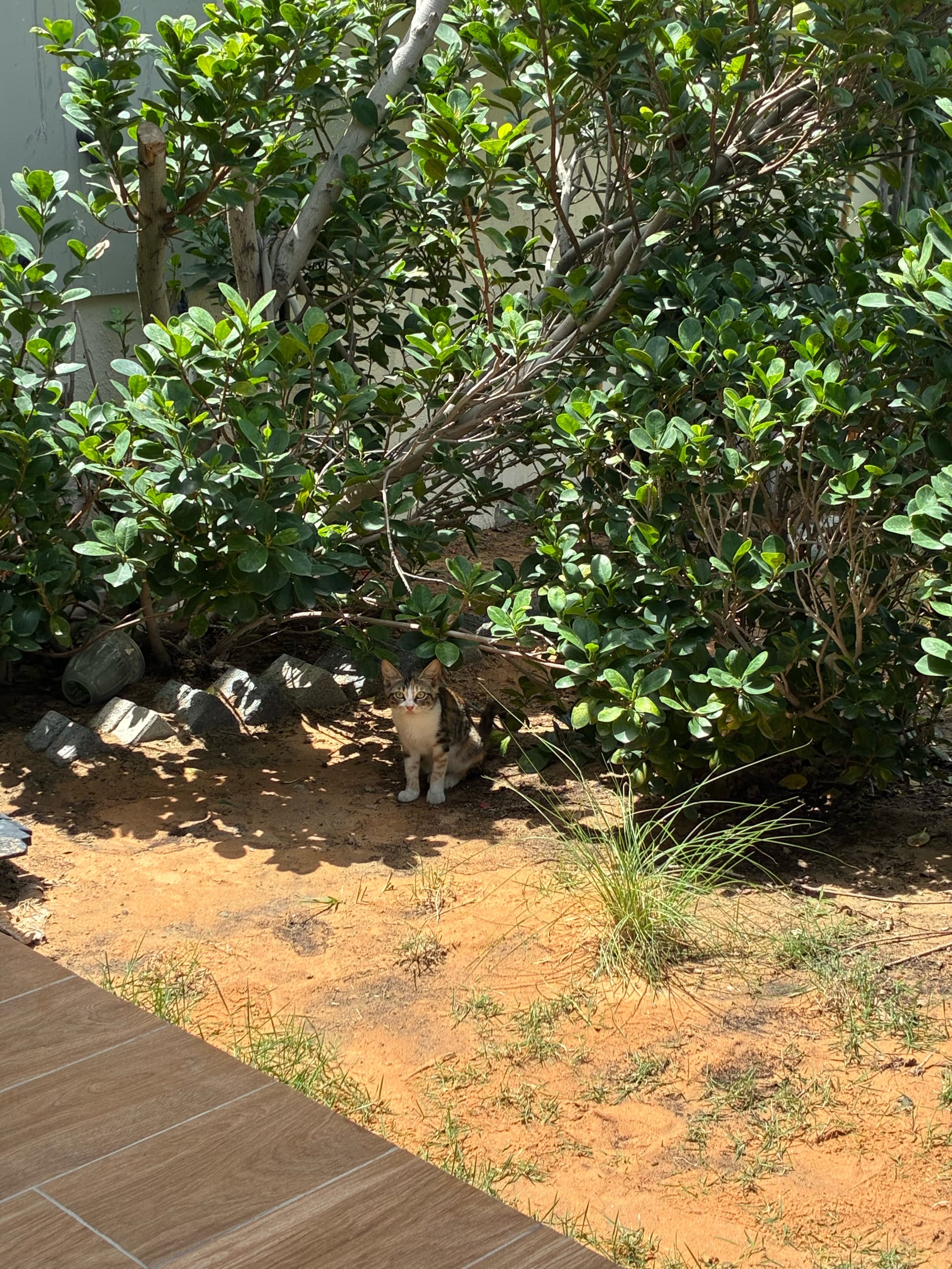 Image of a cat hiding among bushes in a garden.