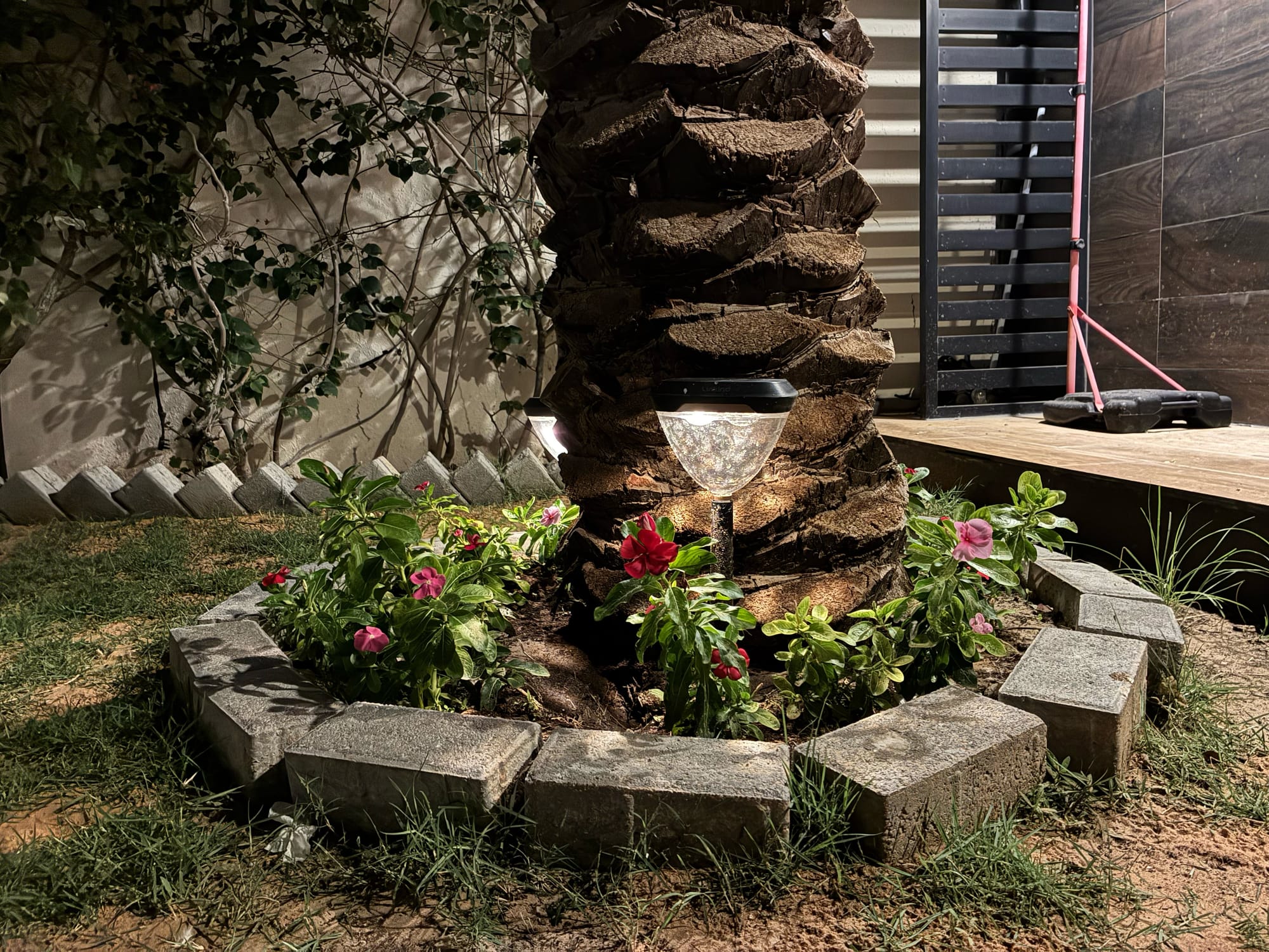 iPhone 17e focusing on a palm tree surrounded by flowers, lit at night.