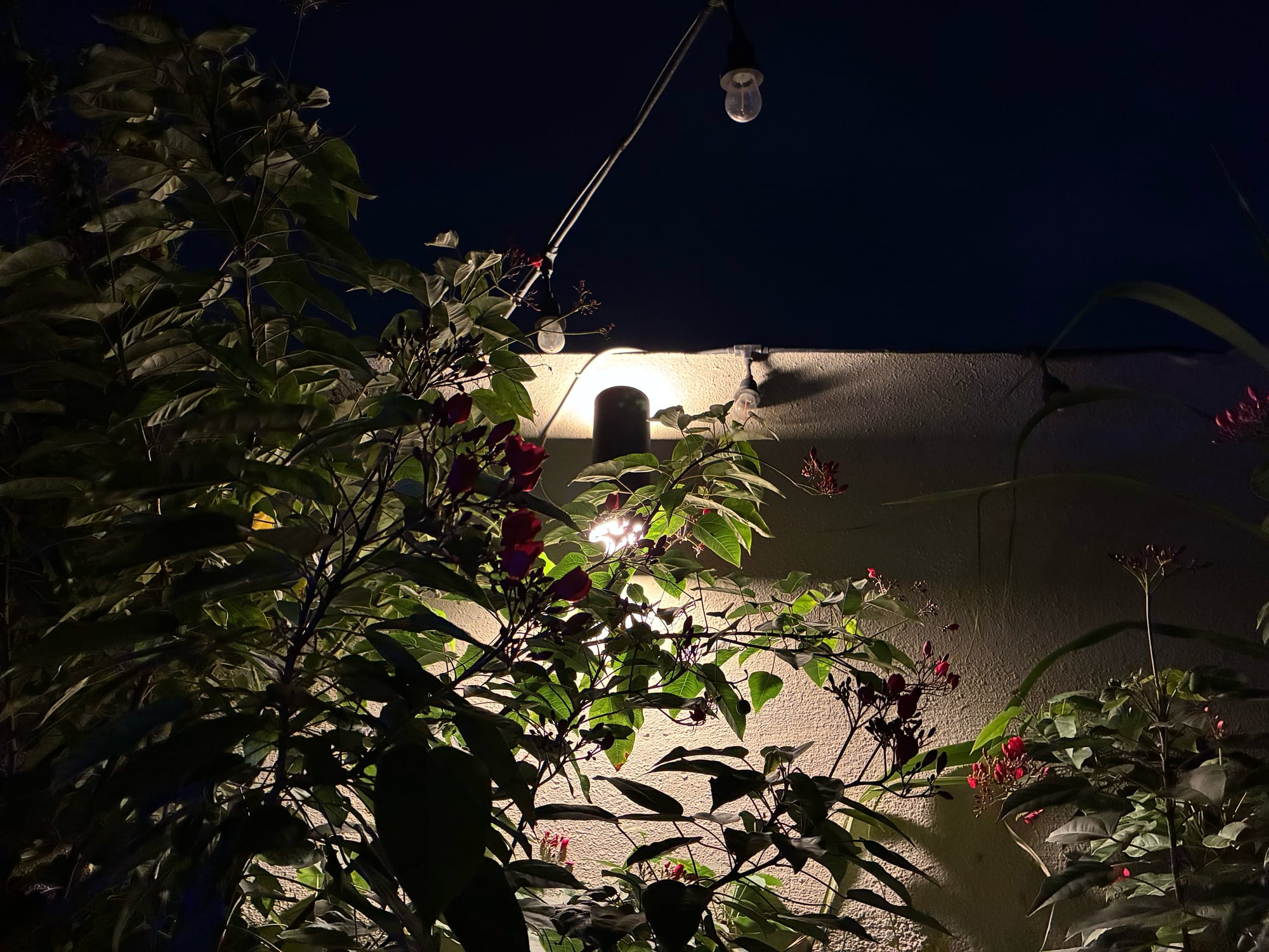 iPhone 17e photographing illuminated foliage at night, with a light fixture visible.