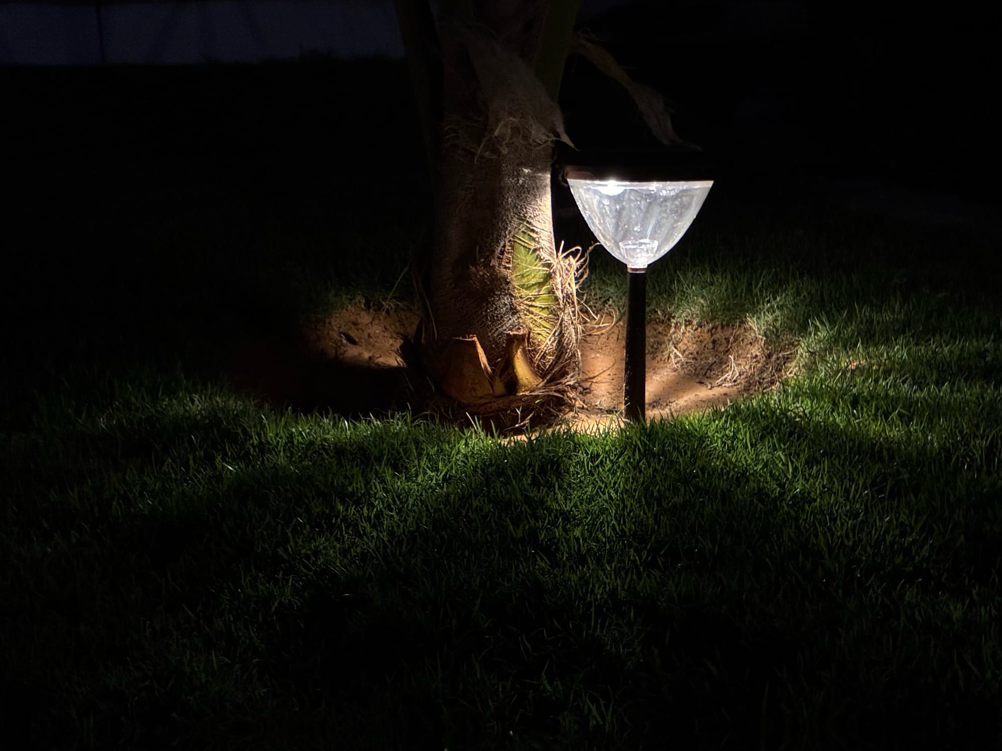 iPhone 17e highlighting a light fixture at the base of a palm tree against dark surroundings.