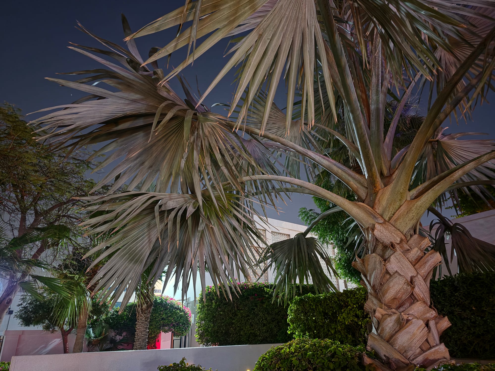 Detailed view of a palm tree against a dark background