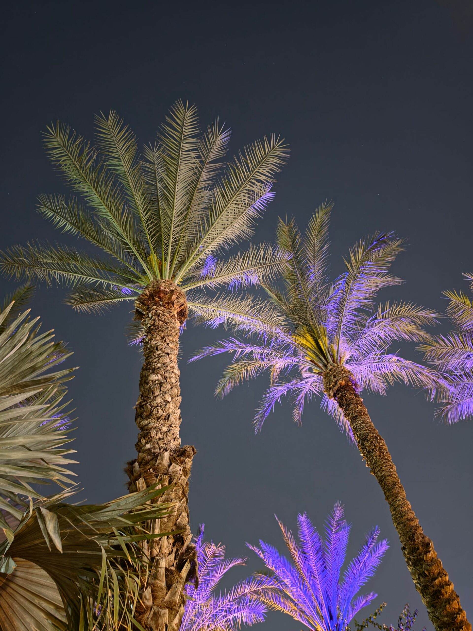 Close-up of Samsung S26 Ultra showcasing its sleek design and purple tint against a palm tree backdrop.