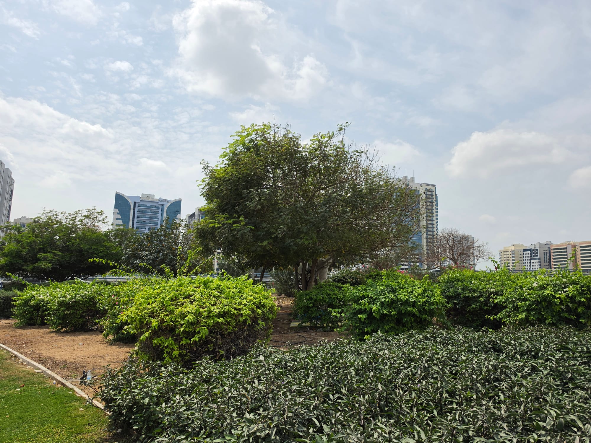 Lush greenery in a park with distant modern buildings