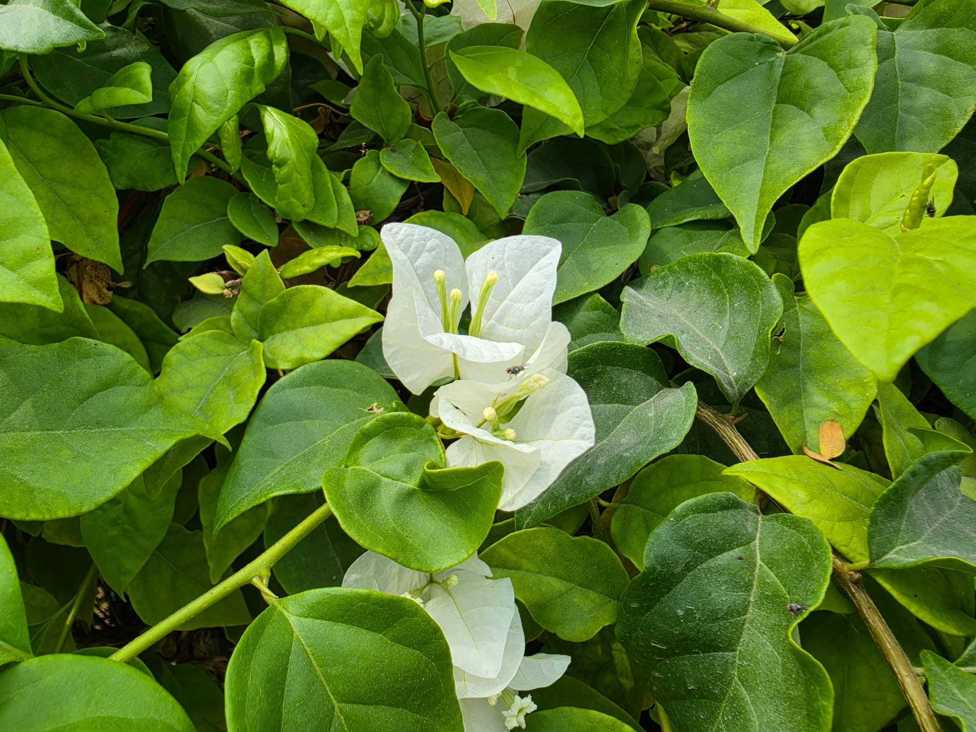 Close-up of white bougainvillea flower among green leaves