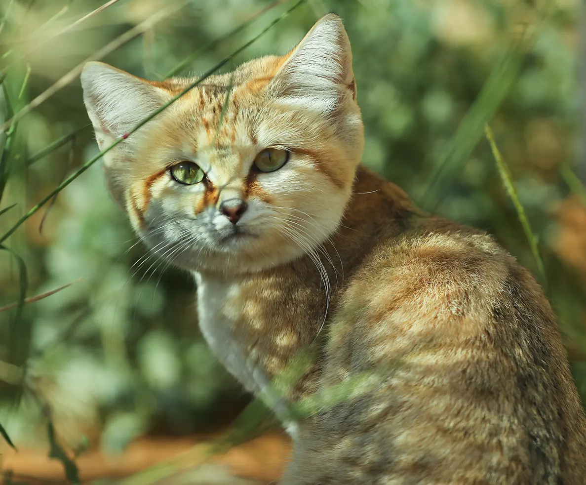 Arabian Sand Cat conservation imagery supplied for the Run for Impact event