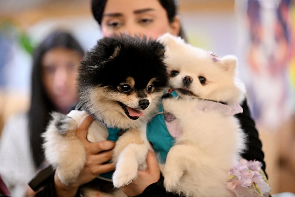 Two puppies held at an Abu Dhabi pet lovers gathering